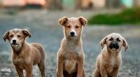 Zoonosis bajo la lupa: exigen explicaciones por el desplazamiento de su directora y el estado del refugio Santo Domingo