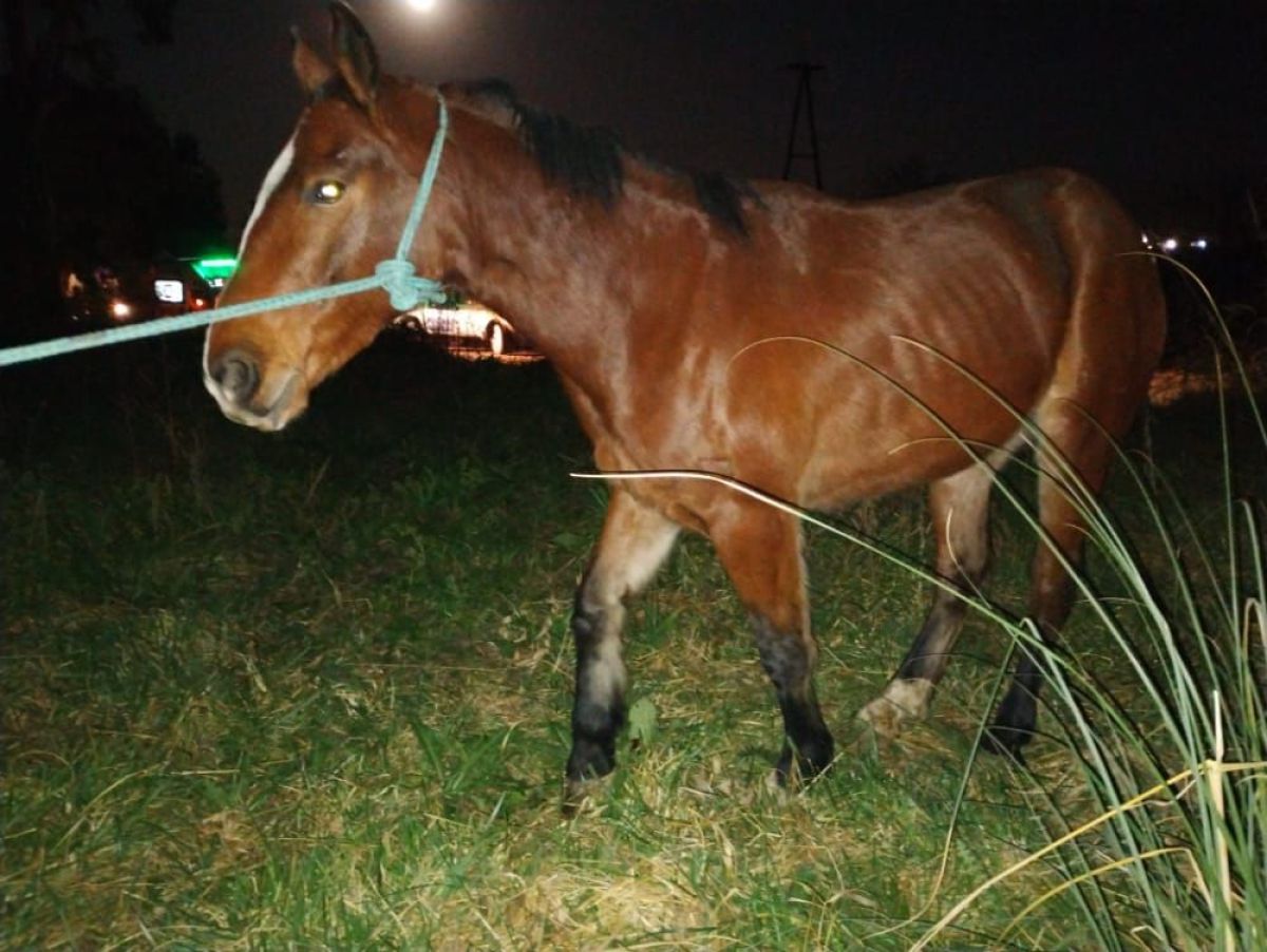 Automóvil colisionó contra un caballo