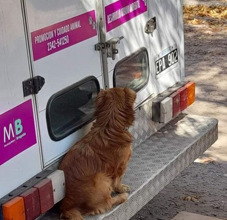 El presente de Promoción y Cuidado Animal