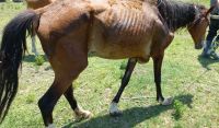Imputan al propietario de un caballo por el delito de maltrato animal