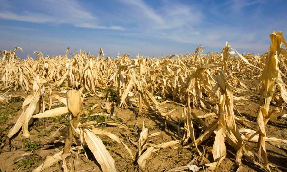 Emergencia agropecuaria: últimos días para presentar la declaración jurada y acceder a los beneficios
