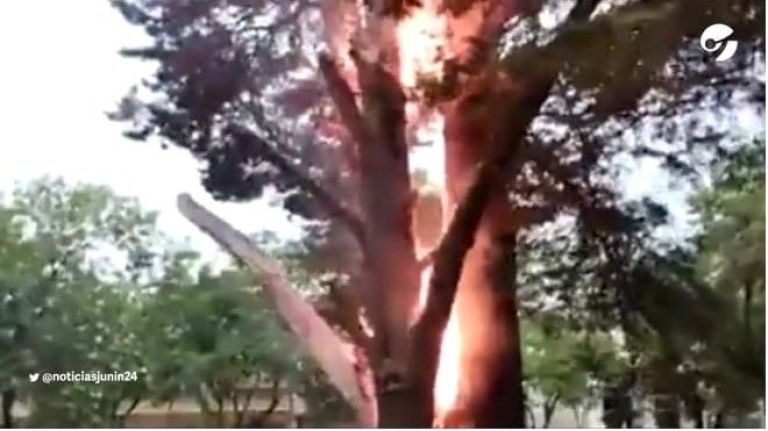 Lincoln: Un rayo partió un árbol y se prendió fuego