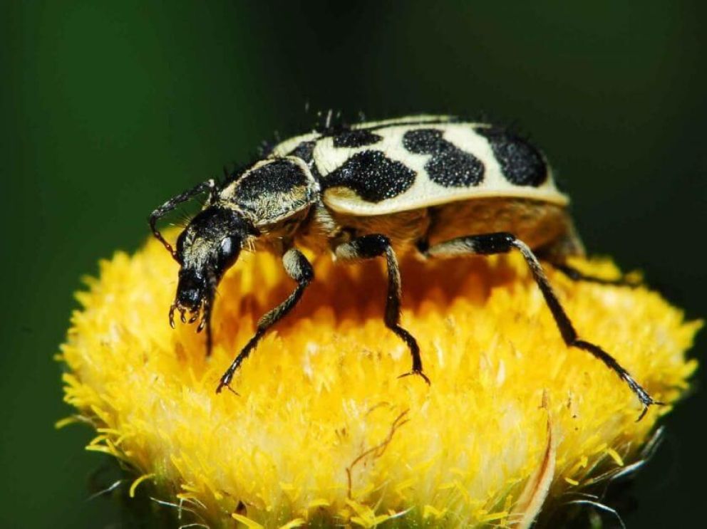 “7 de Oro”, un insecto que genera preocupación en el campo