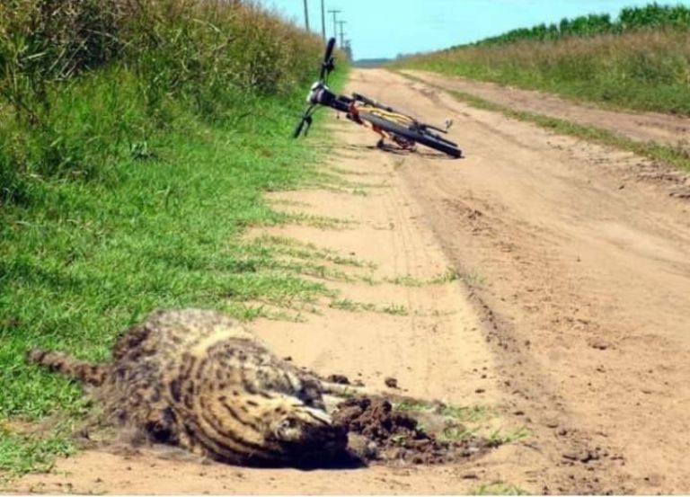 Hallaron un gato montés sin vida en un camino rural de Irala