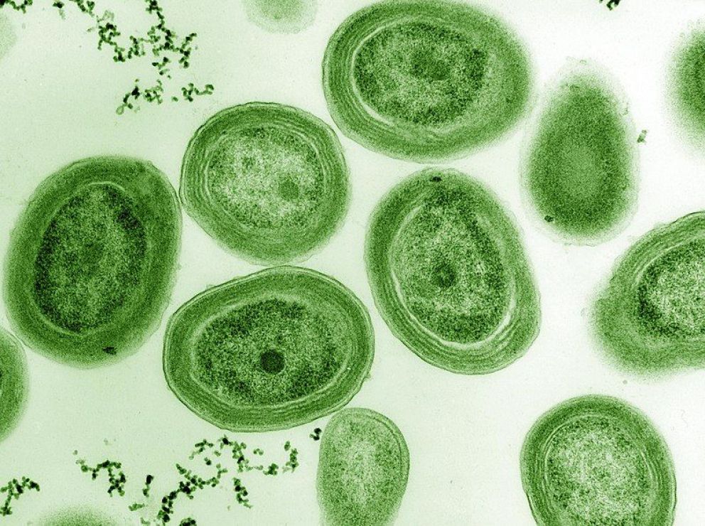 Alberti en el sistema de medición de Cianobacterias 