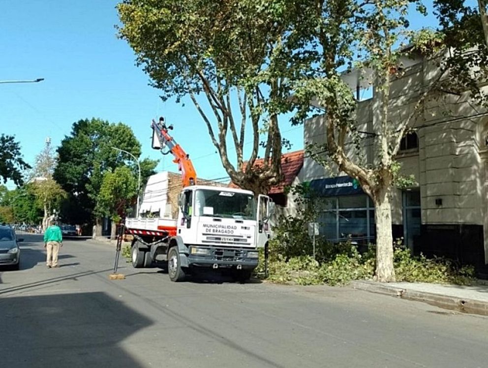 Poda en el Banco Provincia ante la superpoblación de aves