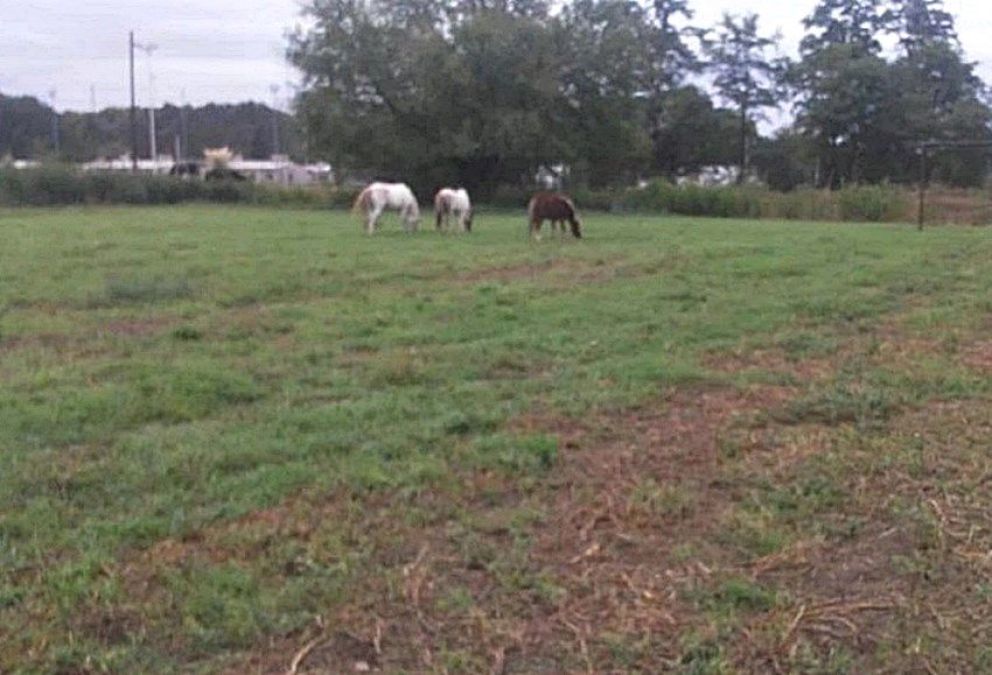 Reclamo por los caballos que invaden la cancha del Club Último Foco