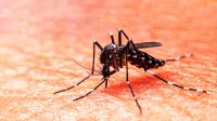 Se confirmó un nuevo caso de dengue en Chivilcoy 