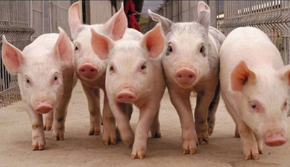 Detectaron triquinosis en un cerdo que llegó al frigorífico para faena