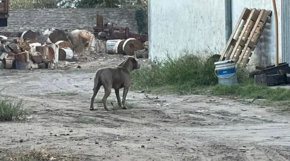 Una vecina del Barrio Las Violetas fue atacada por un Pitbull