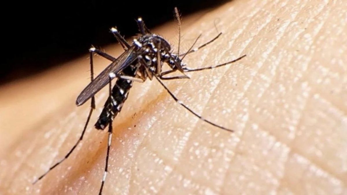 Con seis casos, Junín se sumó a los municipios “en brote” de dengue