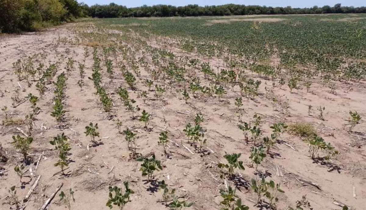 Nación extendió la emergencia agropecuaria para los distritos de la Cuarta