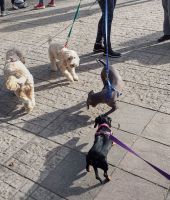 Se desarrolló la caminata canina en la plaza Eva Perón